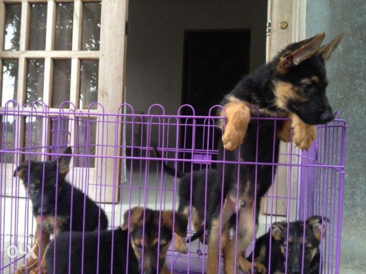 Show Quality Imported Line German Shepherd Puppies For Sale