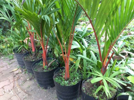 Red Palm / Lipstick Palm Trees