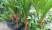 Red Palm / Lipstick Palm Trees