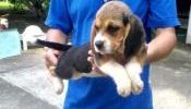 Tytus Line Beagle pups