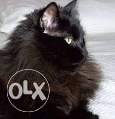 persian cat 1 year old female pregnant