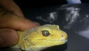 Leopard gecko. Male, 15 months old. 2.5k