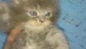 Persian Cat (male & female available)