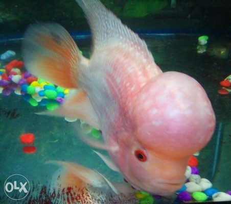 Molted flowerhorn fish