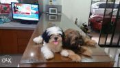 Shih Tzu Puppies Choco Liver and Blue Lines 1 Male - Red and Black Bor