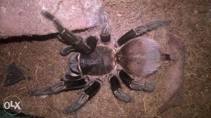 Tarantula for sale! All can be negotiabtle. All with free feeders