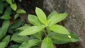 Ashitaba (Tomorrow Leaf) gynura procumbens for sale