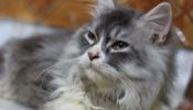 Persian Cat Semi Flat Face (Male)