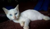 Siamese x Persian Pure White Male kitten
