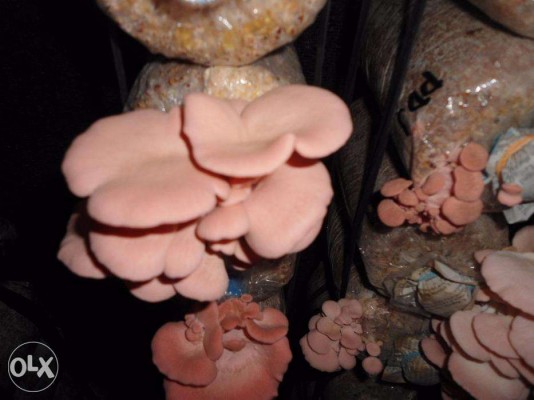 pink oyster mushroom spawn seeds
