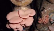 pink oyster mushroom spawn seeds