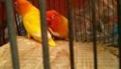 PROVEN LUTINO COCK & HEN with egg african lovebird eye ring albs 2