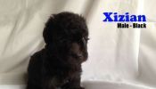 Toy Poodle Puppy Black Xizian Male PCCI Papers