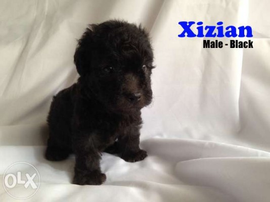 Toy Poodle Puppy Black Xizian Male PCCI Papers