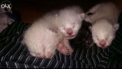 Siamese x Persian kitten (bobtail)