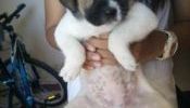 Labrador Crossed to St.Bernard Puppy XXL FEMALE TRI COLOR