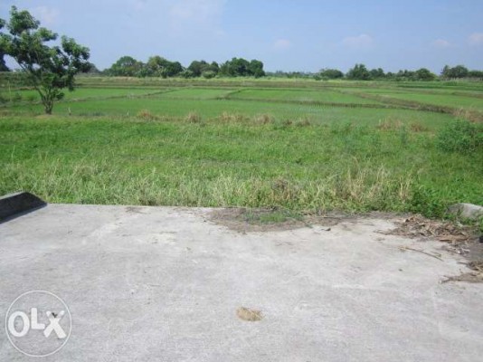 Farm Lot for Sale Naic Cavite - RUSH SALE