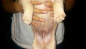 Labrador Crossed to Golden Retriever Puppy MALE 1