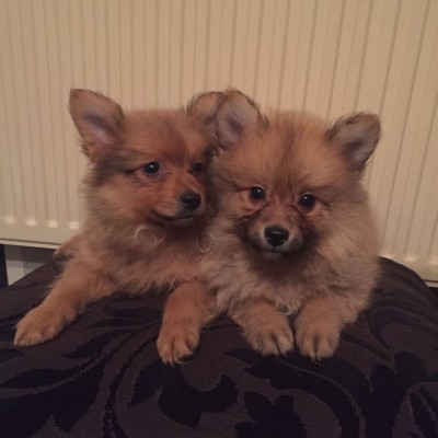 Beautiful Small Pom Puppies!!