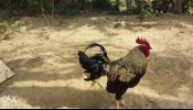 Fighting Cock For Sale (6 months)