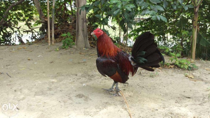 Fighting Cock For Sale (14 months)