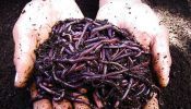 For Sale! African Night Crawler for Vermicompost & Fishing Worm Bait