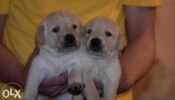Cream Labrador Puppies