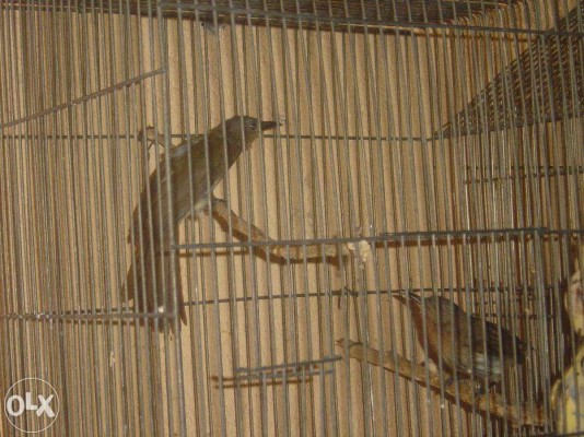 Pulang gang ilog or tubig pair bird for sale (bulbuls)
