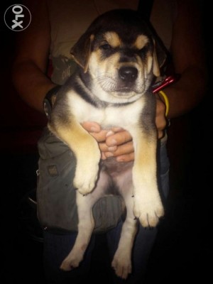 Rottweiler Crossed to Labrador Puppy XXL MALE!