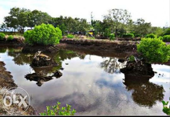 Fishpond in quezon province,lot,investment,investor,palaisdaan,