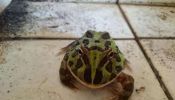 (MURA to)Pacman frog or Hornet frog