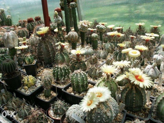 Fresh Cactus Mixed - 50 Cactus seeds
