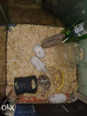 CDH Campbell dwarf hamster