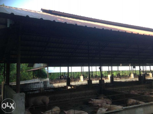 Piggery Farm for sale in Tarlac