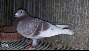 Pigeon breeder