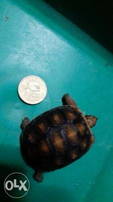For Sale Sulcata,Red Footed Tortoise,Elongata, Bearded Dragon LQQK