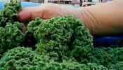 Azolla Fresh Feed for Chicken and Fish