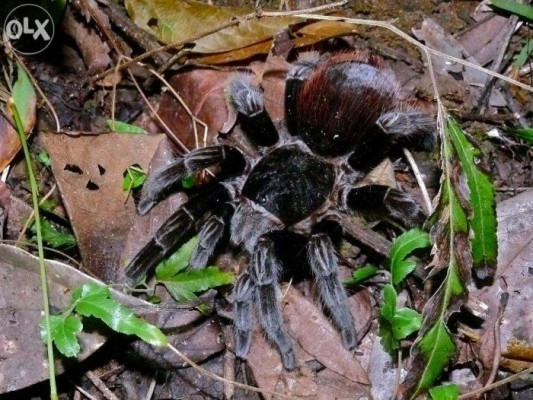 Brachypelma Vagans Tarantula Spiderling 1inch 350 isa