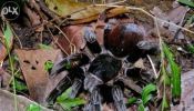 Brachypelma Vagans Tarantula Spiderling 1inch 350 isa