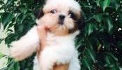 Princess Type Shih Tzu for Sale(Teacup)