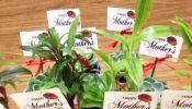 PERSONALIZED Succulent Plants for Sale!