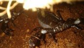 Scorpions pets