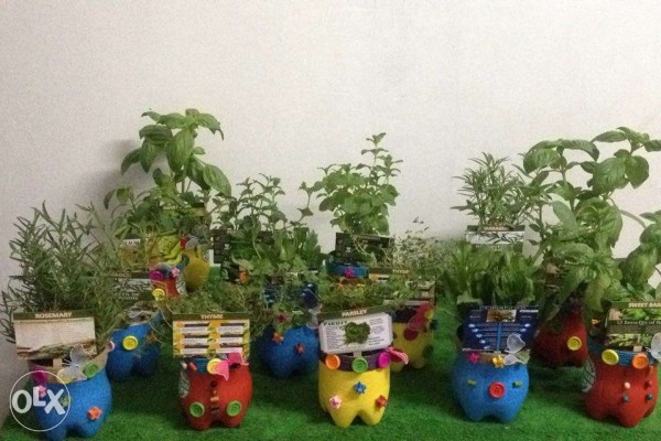 Herbs in Funky Recycled Planters